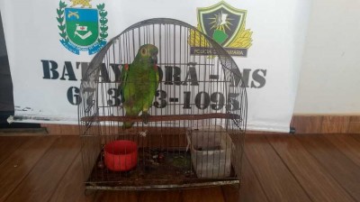 PMA multa morador de Nova Andradina em R$5 mil, por manter papagaio sem licença ambiental em residência