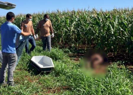 Com 4 tiros, corpo de mulher grávida é encontrado em plantação de milho em Ponta Porã