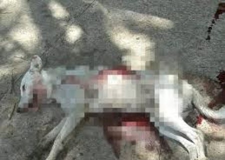Jovem é detido por atirar em cachorro com carabina de pressão em MS