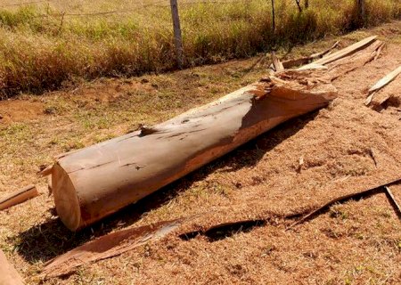 Funcionário de fazenda morre após tora de eucalipto cair em sua cabeça em MS