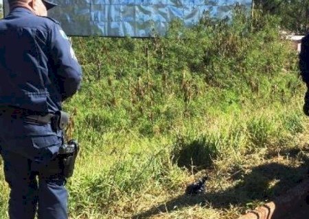 Feto é encontrado em saco de lixo às margens da BR-463