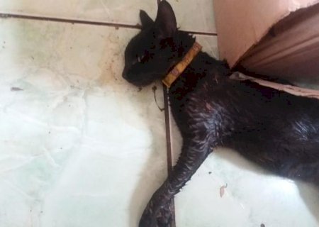 Envenenamento de animais revolta moradores em Nova Andradina