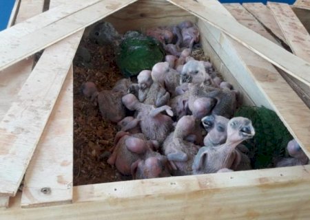 PMA flagra traficante com 150 papagaios e aplica multa de R$ 750 mil