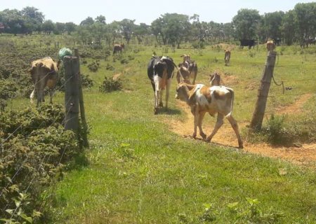 Moradores de assentamento são multados em R$ 25 mil por criar gado em área de preservação em MS