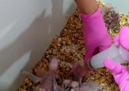 Operação resgata 170 filhotes de papagaio em Ivinhema