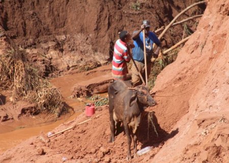 VÍDEO: vacas leiteiras caem em voçoroca profunda em via de Nova Andradina