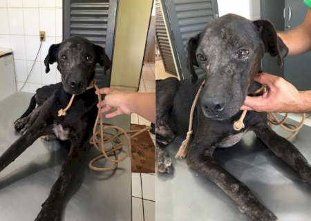 Desnutrido e com sarna, cão é resgatado e PMA multa dona em R$ 1 mil
