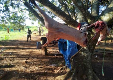 Cinco são presos com carcaças de javali e 18 cachorros de caça em MS