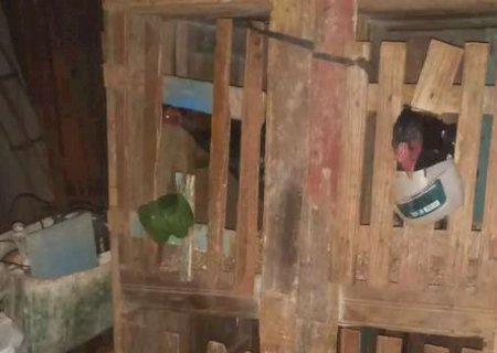 Homem &eacute; preso e 30 galos de rinha s&atilde;o encontrados mutilados no interior