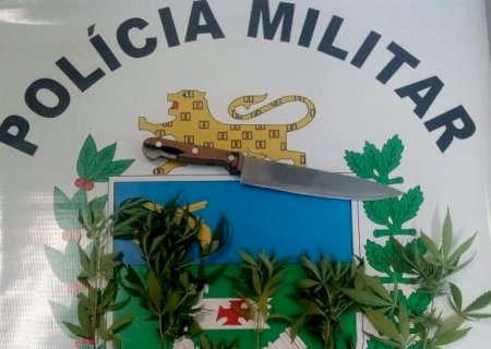Ivinhema: Mãe e filho são presos após PM flagrar plantação de maconha em residência