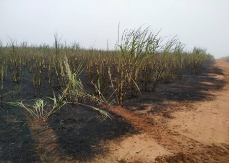 Usina de Ivinhema é multada em R$ 189 mil por incêndio em lavoura de cana e matas protegidas