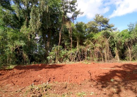 PMA autua fazendeiro em R$ 7 mil por derrubar árvores em área de preservação em Ivinhema