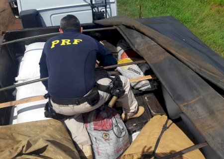 PRF apreende quase meia tonelada de drogas sob carga de farinha de mandioca em MS