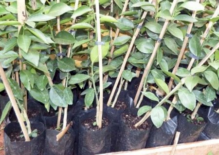 Agraer estimula produção de pomares domésticos em Ivinhema