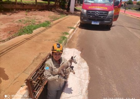 IVINHEMA: Corpo de Bombeiros realiza resgate de cachorrinha no Bairro Vitória