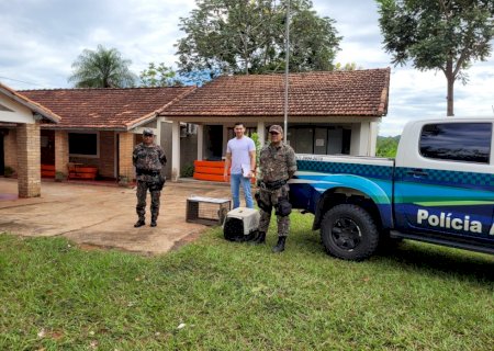PMA de Aquidauana, UEMS e AGESUL fecham parceria para assegurar melhor atendimento a animais resgatados em rodovias e também aos capturados nos perímetros urbanos
