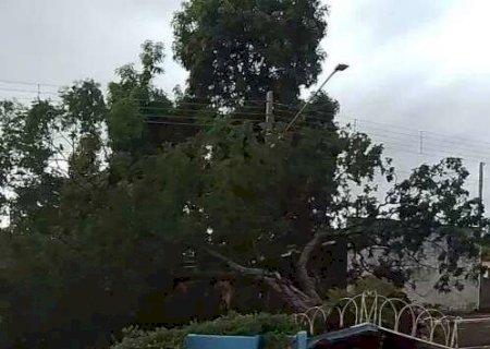 Vento forte arranca &aacute;rvore em avenida de Anaurilândia