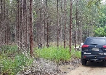 Maldoso! Chacareiro envenena pés de eucalipto do vizinho em Deodápolis