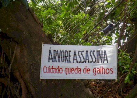 Árvore assassina? Faixa chama atenção e alerta sobre perigos de figueira gigante em Campo Grande