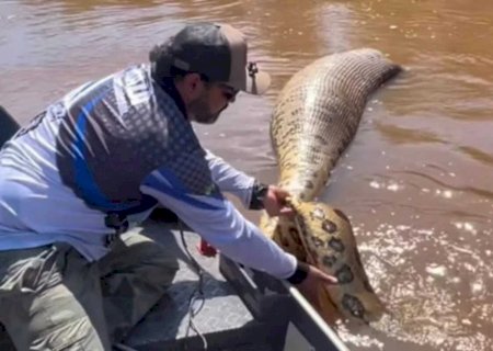 Pescador encontra sucuri de 07 metros boiando morta no Rio Dourados em Deodápolis
