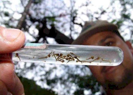 Com 20 mil doentes em 3 meses, dengue avança e apenas Jateí e Paraíso das Água não têm casos em MS