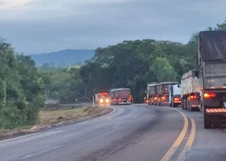 Depois de muita chuva, &aacute;rvore de grande porte cai e interdita BR-262