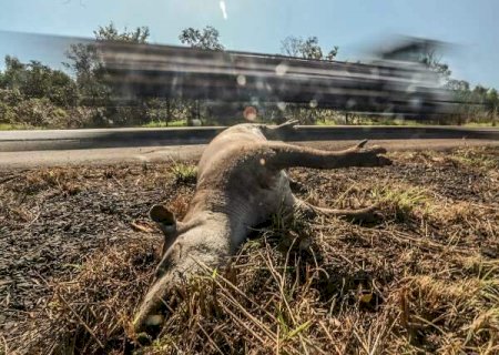 Riscos, obras e anta morta: asfalto da BR-262 trava batalha contra “pesos pesados”