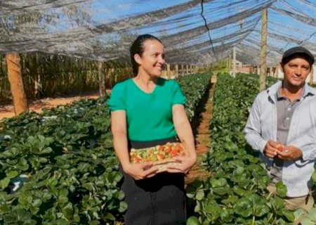 Família que produz morangos em Deodápolis é destaque em programa da Globo