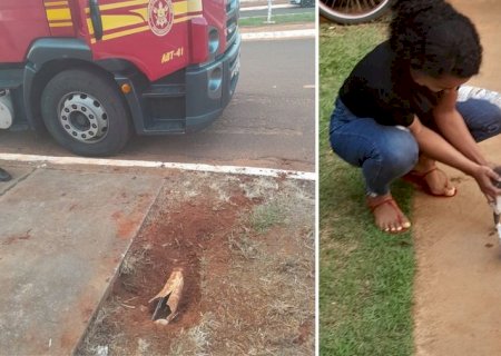 Corpo de Bombeiros regata gato que estava preso em tubulação em Batayporã