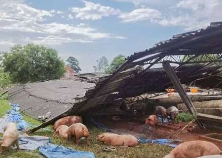 Vendaval destruiu barracão de suínos em São Gabriel do Oeste do Oeste