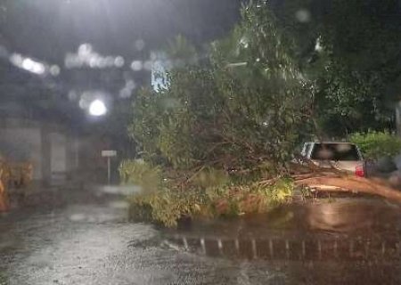 Ventania derruba &aacute;rvores e causa estragos em Nova Andradina