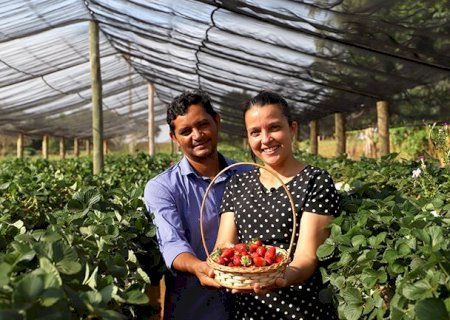 Em Deodápolis, produtora de morangos sonha com turismo rural