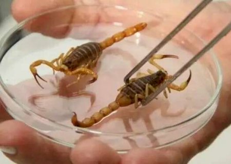 Em 2023, quase cinco pessoas por dia foram picadas por escorpi&otilde;es na Capital