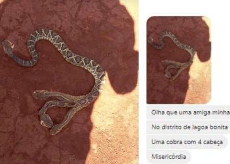 Chernobyl ou MS? Saiba a verdade sobre a cobra de 4 cabeças de Deodápolis