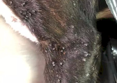 Cachorro é resgatado com pata quebrada, carrapatos e larvas na boca e tutor é preso em Campo Grande