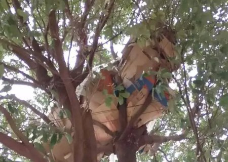 Morador de rua constrói casa de papelão em árvore no centro Nova Andradina