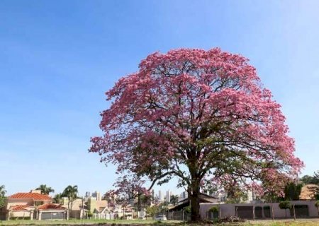 Ruas de Campo Grande &lsquo;ficam roxas&rsquo;, anunciando in&iacute;cio da florada dos ip&ecirc;s