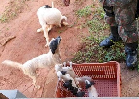 Reprodu&ccedil;&atilde;o desordenada de c&atilde;es e gatos entra em lei de maus-tratos