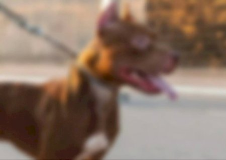 Pitbull pula muro de vizinho, ataca cachorro e acaba morto a tiros por CAC em MS