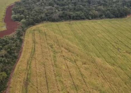 São Gabriel do Oeste est&aacute; entre as que mais receberam doa&ccedil;&otilde;es de infratores ambientais