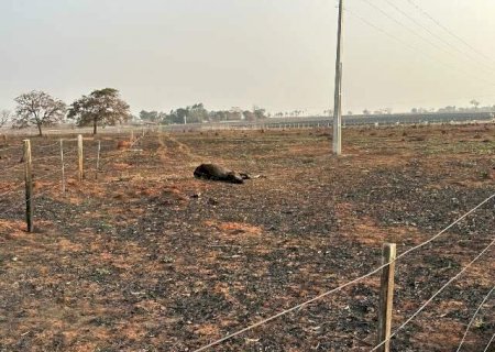 Imagens mostram boi morto após incêndio em área rural de Aparecida do Taboado
