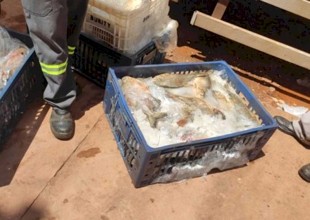 Comerciante é preso com 2t de produtos impróprios para consumo em Campo Grande