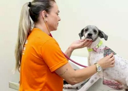 Com tempo chuvoso, secretaria cancela a&ccedil;&atilde;o de ado&ccedil;&atilde;o de c&atilde;es e gatos