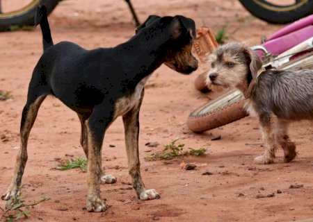 Campo Grande cria serviço para fiscalizar tutores e garantir bem-estar de animais