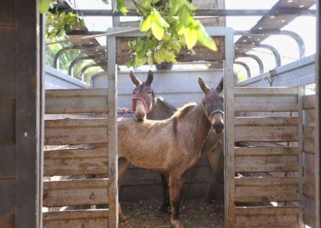 CCZ de Campo Grande alerta que animais de grande porte resgatados ser&atilde;o doados ap&oacute;s 10 dias