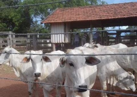 Universidade Estadual leiloa rebanho de 42 animais por R$ 134,4 mil