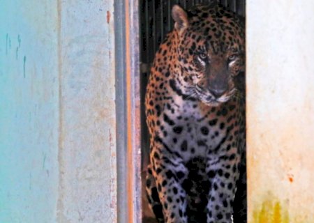 Onça realmente escapou do centro de reabilitação em Campo Grande?