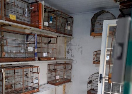 Operação nacional em combate a crimes ambientais realiza ações em Campo Grande, Bataguassu, Batayporã e Ivinhema