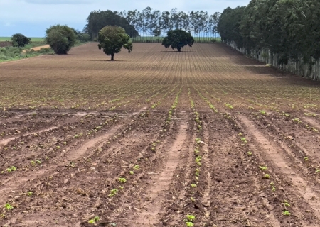 Inmet divulga previsão com possíveis impactos nas culturas agrícolas em novembro