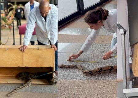 Gordinha? Cobra sobe na balança para exames e tem estado de saúde verificado em MS